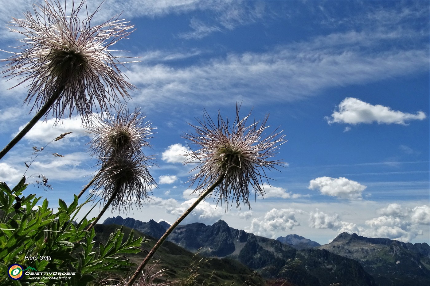 17 Infruttescenza di pulsatilla alpina.JPG